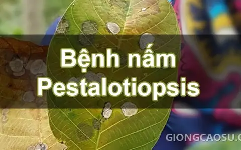 Tán lá cao su rụng trụi do bệnh nấm Pestalotiopsis bùng phát tại Đông Nam Á