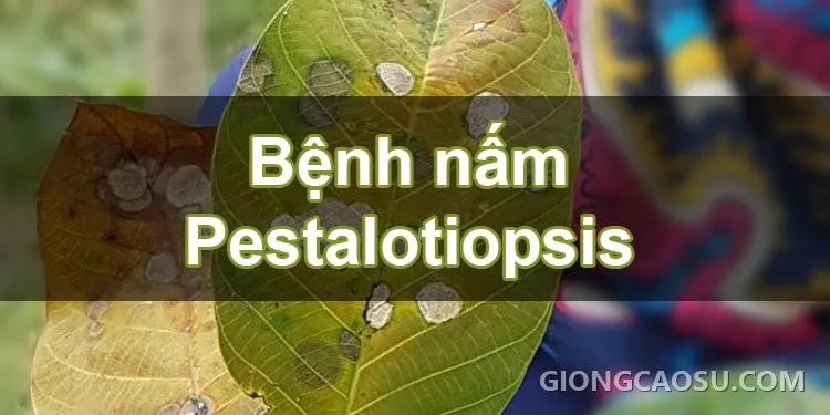 Tán lá cao su rụng trụi do bệnh nấm Pestalotiopsis bùng phát tại Đông Nam Á