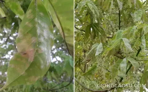 Lá cao su non phủ lớp nấm trắng đặc trưng của bệnh phấn trắng