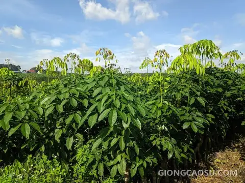Cây giống cao su RRIV 115