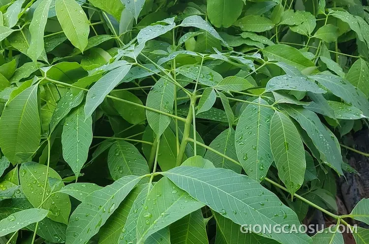 Bầu 2-3 tầng lá giống cao su RRIV 124 (Lai Hoa 90/952)
