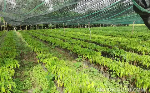 Nuôi bầu 1 tầng lá giống cao su RRIV 103 chuẩn bị cho vụ tái canh