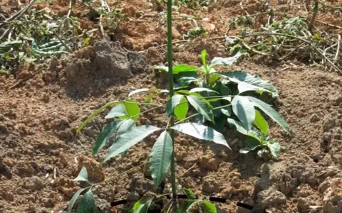Vị trí bón phân cho cây cao su năm thứ nhất — cuốc rãnh vành khăn theo hình chiếu tán lá