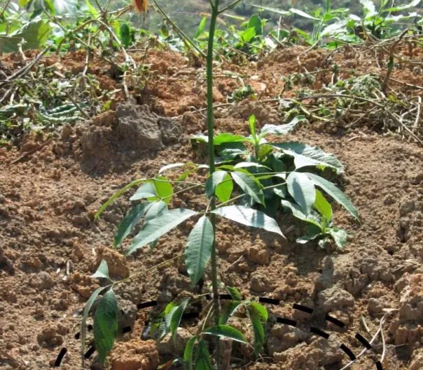 Vị trí bón phân cho cây cao su năm thứ nhất — cuốc rãnh vành khăn theo hình chiếu tán lá