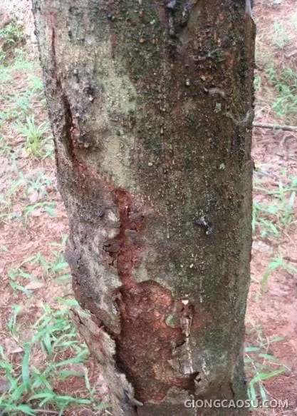 Bệnh Botryodiplodia trên thân cây cao su