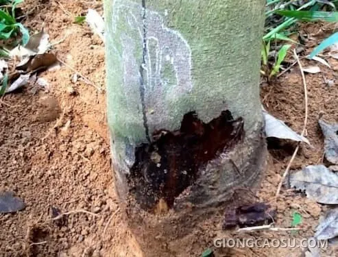 Bệnh lở cổ rễ cây cao su