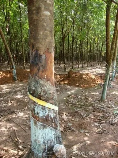 Cây cao su bị sét đánh với tán lá héo rũ