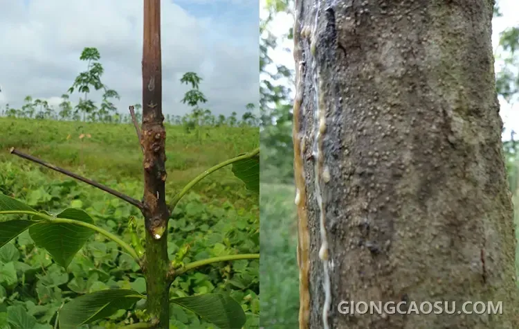 Vết bệnh Botryodiplodia lan rộng trên thân cây cao su kinh doanh