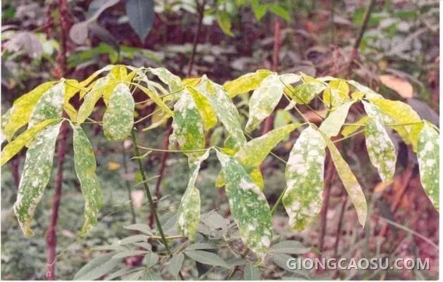 Bệnh phấn trắng trên lá cây cao su