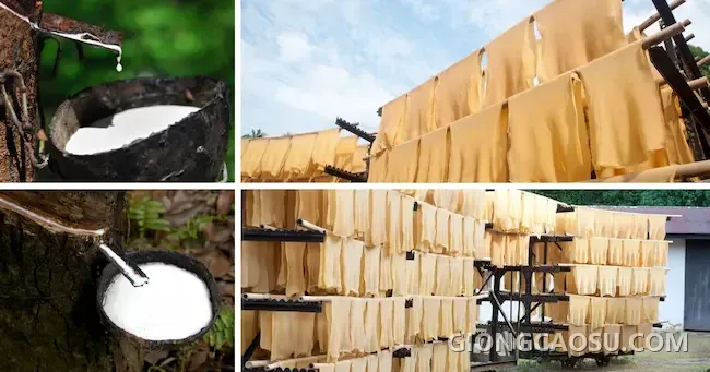 Cao su tự nhiên được khai thác từ cây cao su