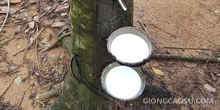 Giống cao su RRIV 209