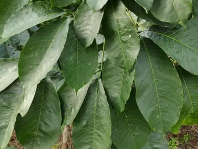 Lá giống cao su RRIV 103