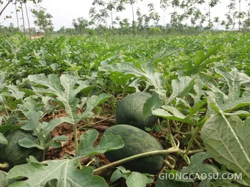 Trồng dưa hấu xen canh với cây cao su non