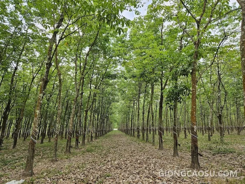 Vườn cây cao su đang trong giai đoạn khai thác mủ