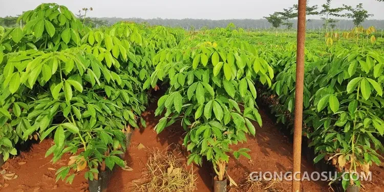 Vườn nhân giống cao su RRIV 106