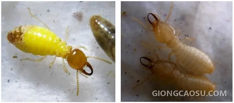 Mối Globitermes sulphureus gây hại thân cây cao su