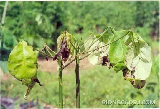 Bệnh héo đen đầu lá trên cây cao su