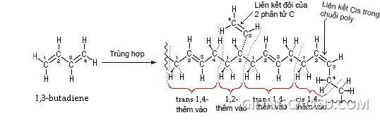 Minh họa phản ứng trùng hợp 1,3-Butadien (tác giả UserH Padleckas)