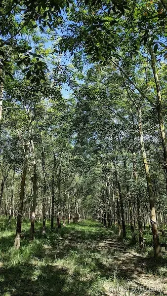 Giống cao su RRIV 114