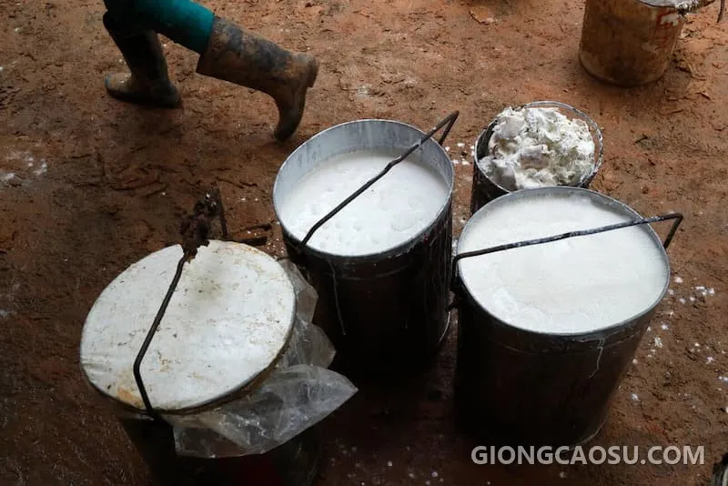 Mủ cao su sau khi khai thác được chứa trong xô