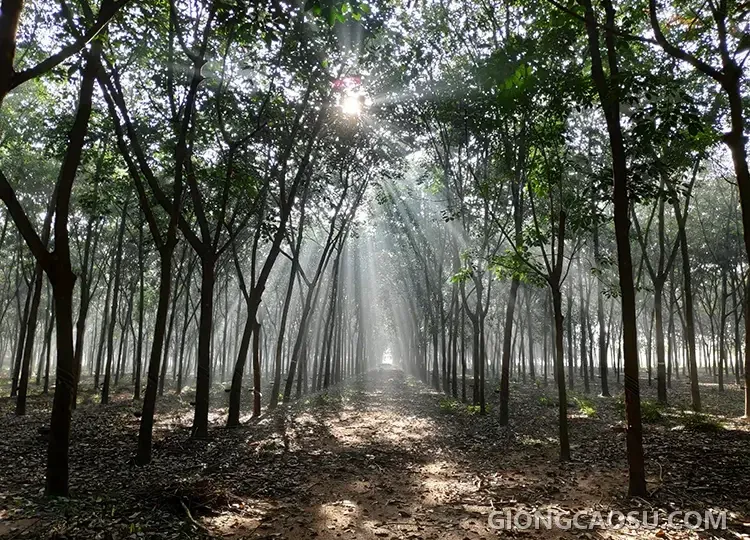 Rừng cao su vào buổi sáng sớm