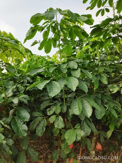 Cây cao su giống RRIV 103 tại vườn nhân giống