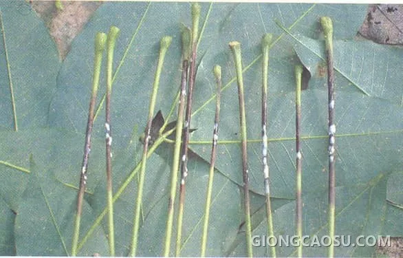 Bệnh rụng lá mùa mưa trên cây cao su