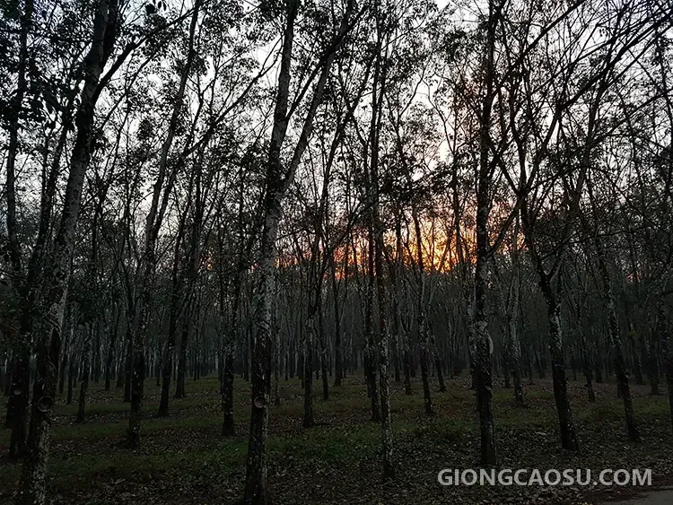 Hàng cây cao su đang trong giai đoạn thay lá