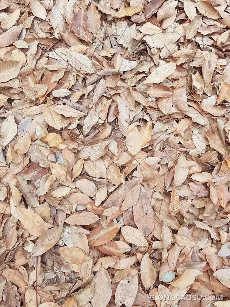 Lá cao su đã rụng phủ kín mặt đất trong vườn cây