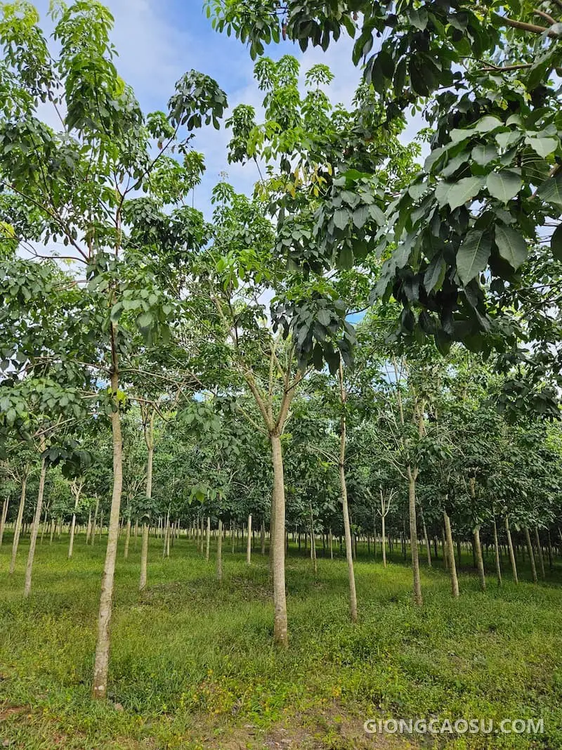 Vườn giống cao su trồng năm 2020 tại Dầu Tiếng