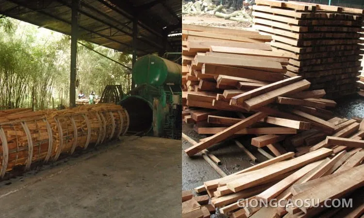 Xử lý gỗ cao su nguyên liệu