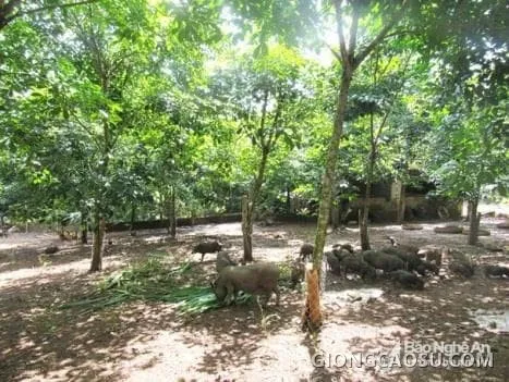 Mô hình nuôi lợn mán dưới tán cây cao su