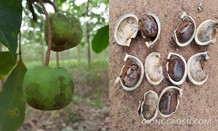 Trái và hạt cây cao su