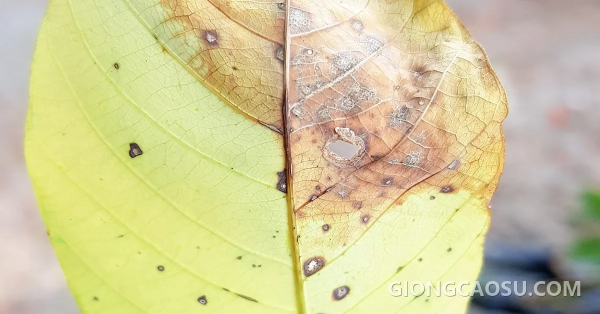 Triệu chứng bệnh Corynespora dạng xương cá dọc gân lá cao su