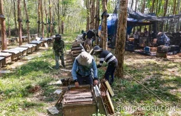 Mô hình nuôi ong lấy mật trong vườn cây cao su mùa hoa nở