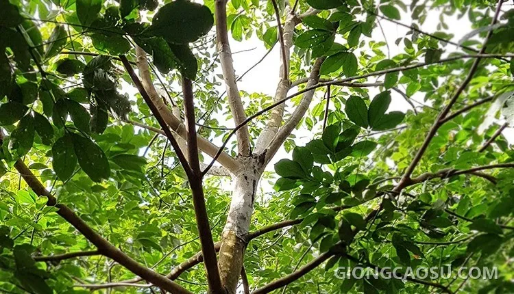 Bệnh nấm hồng trên cây cao su
