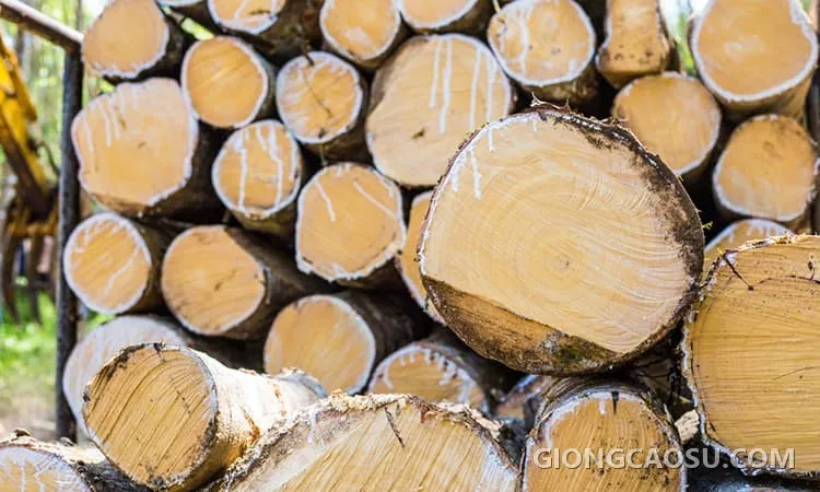 Gỗ cao su tươi sau khi khai thác
