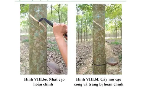 Nhát cạo hoàn chỉnh và cây cao su đã mở cạo, trang bị đầy đủ kiềng, máng, chén hứng mủ