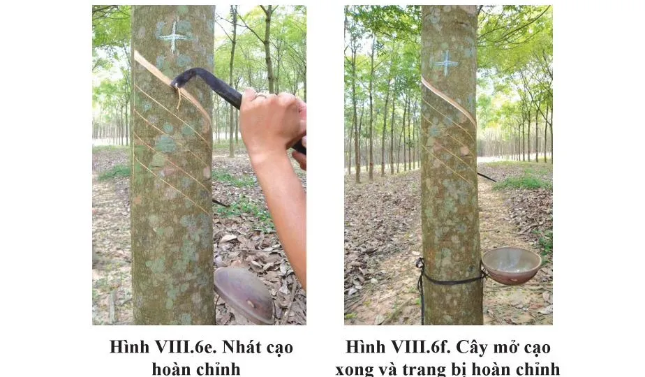 Nhát cạo hoàn chỉnh và cây cao su đã mở cạo, trang bị đầy đủ kiềng, máng, chén hứng mủ