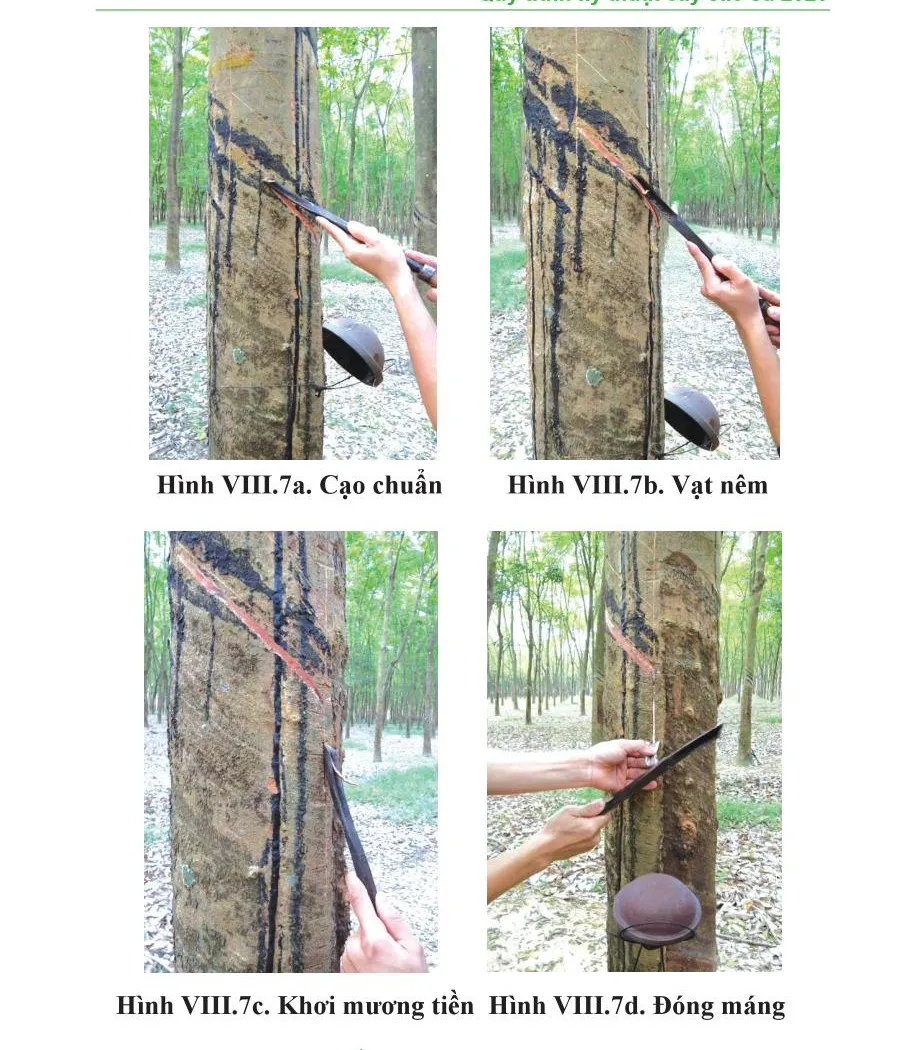 Mở miệng cạo úp: thao tác cạo chuẩn, vạt nêm, khơi mương tiền và đóng máng bằng dao cạo chuyên dùng cho miệng úp